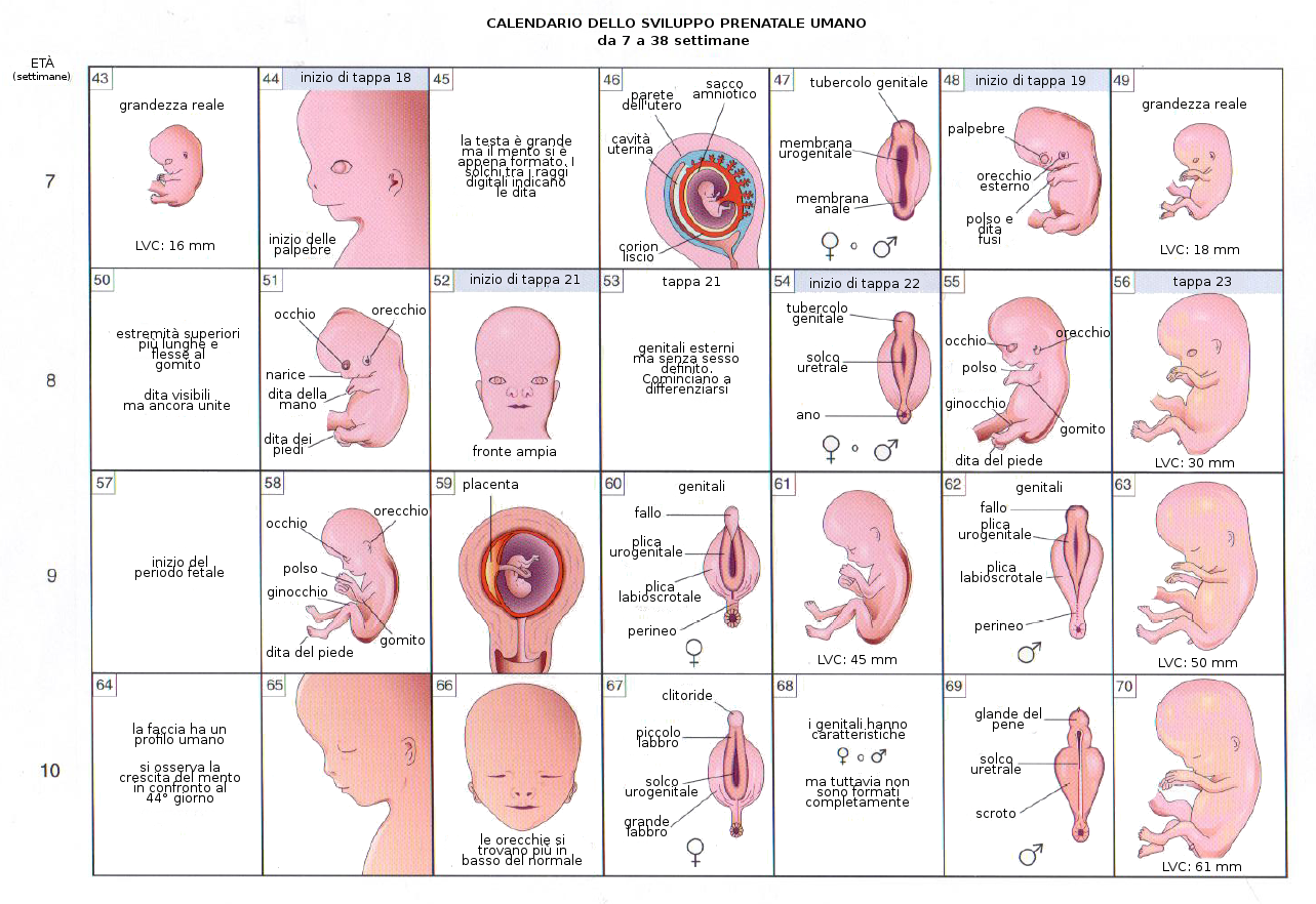 Prenatal meaning